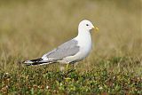 Short-billed Gullborder=